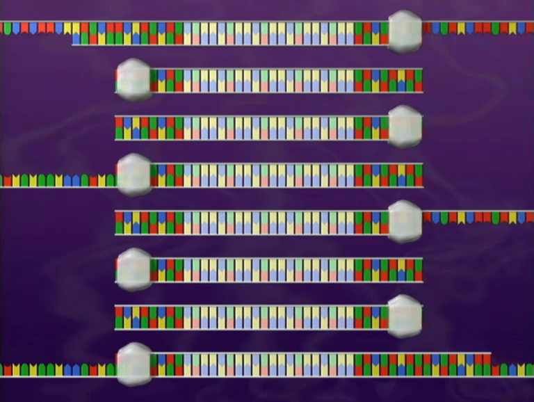 Genetischer Fingerabdruck