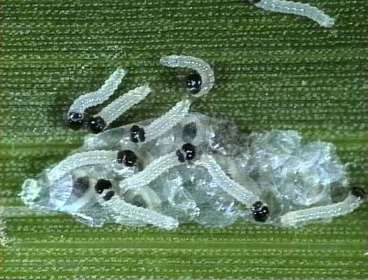 Biologischer Pflanzenschutz am Beispiel des Maiszünslers